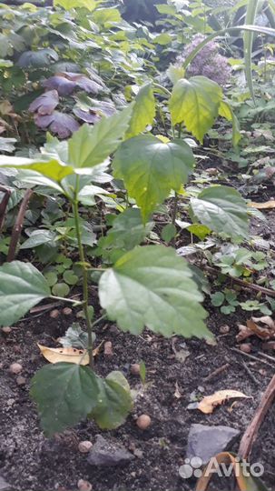 Гибискус садовый белый