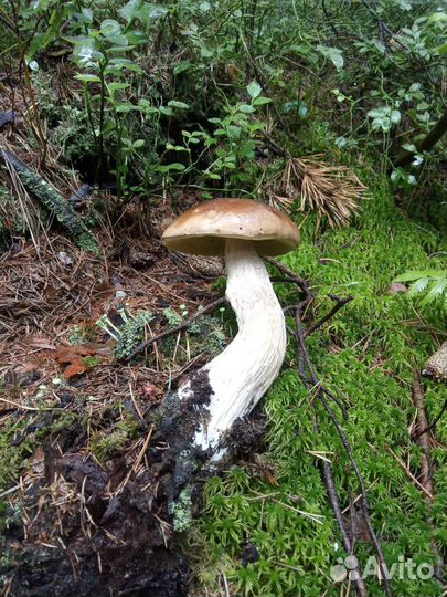 Дары леса ягоды, грибы