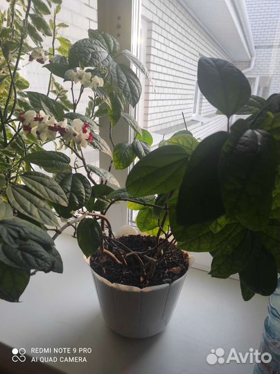 Клеродендрум томпсон