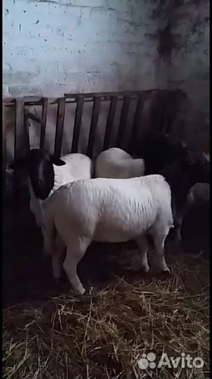 Дорперы черноголовые и белые, овцы, ярки, ягнята