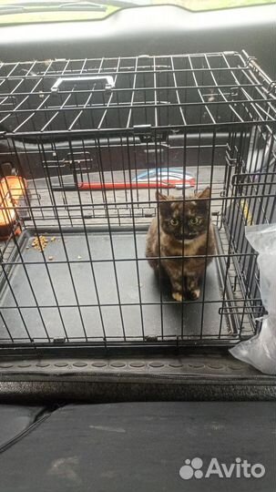 Кошки в добрые руки