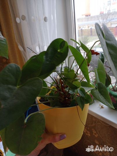 Цветы домашние в горшках