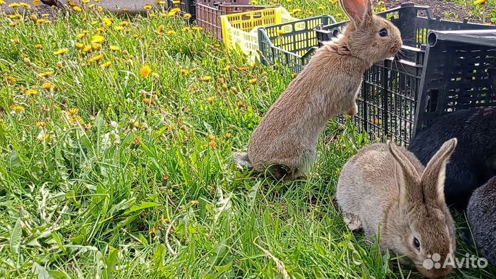 Крольчата