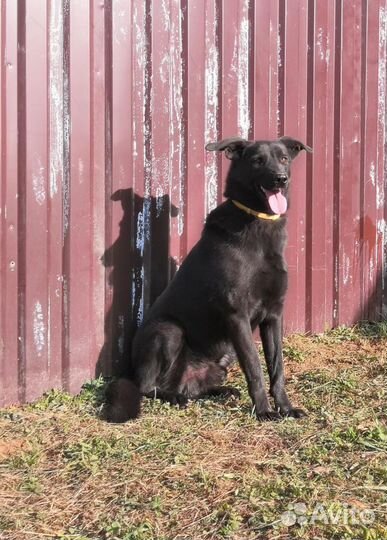 Рой ищет дом