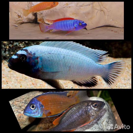 Аквариумные рыбки,аулофорус