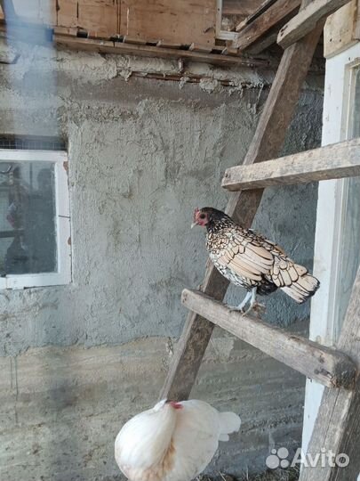 Петух и курочка сибрайт