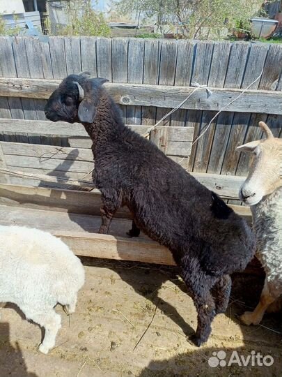 Продам мясо баранину можно живьём