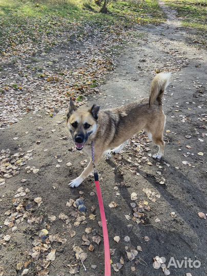 Спасите собачку из приюта