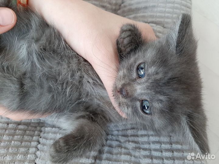 Британчики девочки