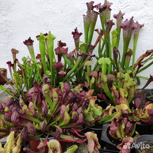 Саррацения