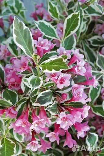 Саженцы вейгелы пестролистной (Weigela variegata)