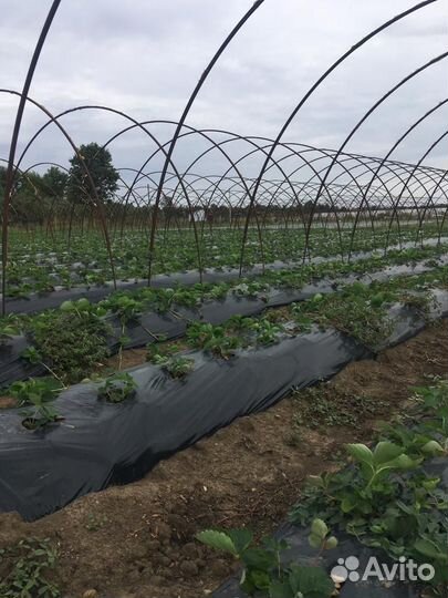 Рассада клубники опт/розница