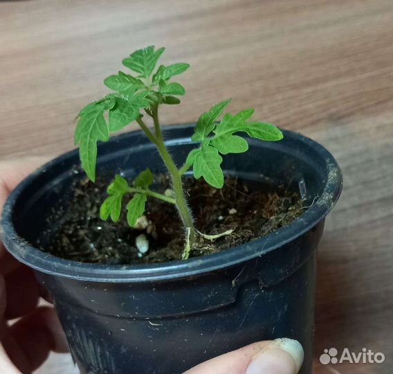 Рассада помидор