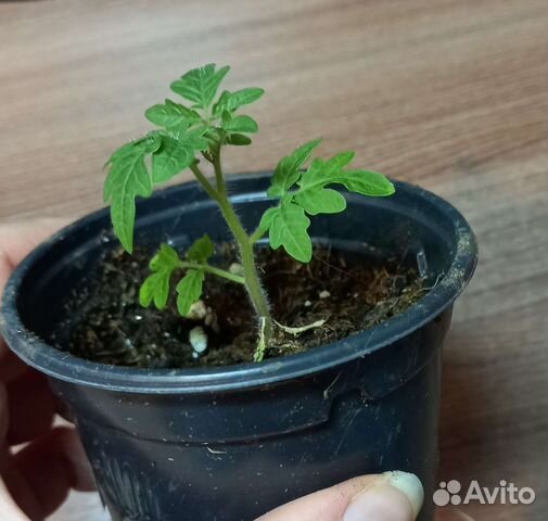 Рассада помидор