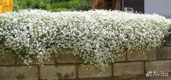 Ясколка войлочная серебристая