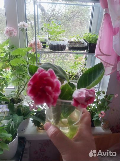 Глоксиния цветущая