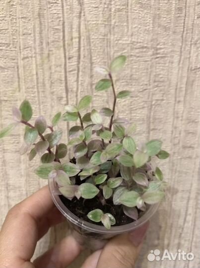 Традесканции сортовые коллекция