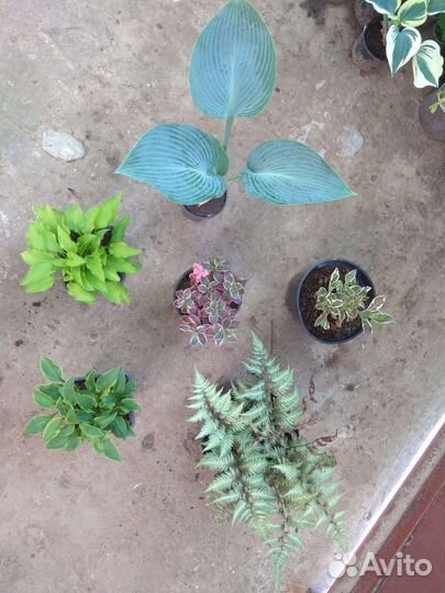 Цветы для сада