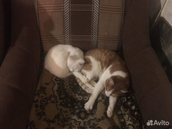 Профессиональная передержка кошек