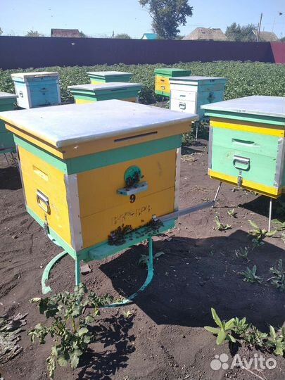 Продам пчелосемьи