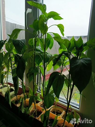 Перец болгарский рассада