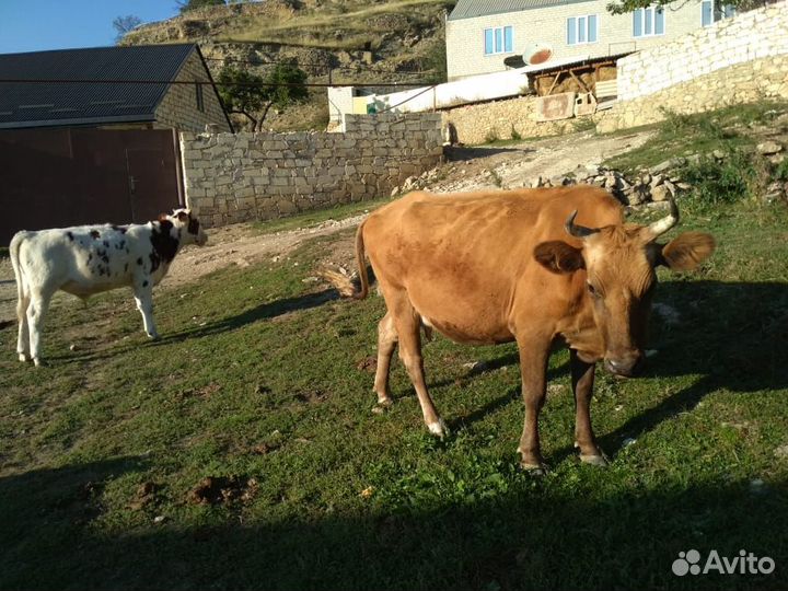 Корова с бычком