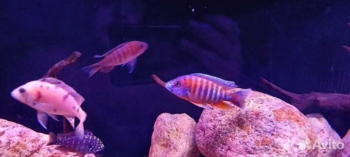 Малавийские Цихлиды