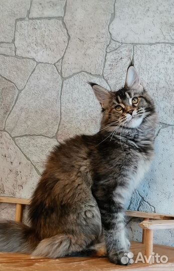 Мейн-кун котенок