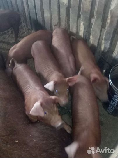 Поросенок Дюрок