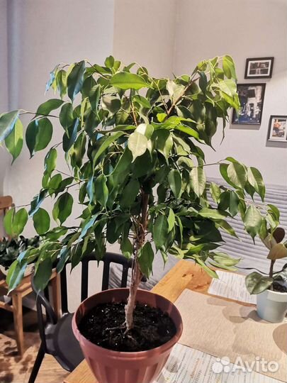 Оживит пространство. Фикус Бенджамина