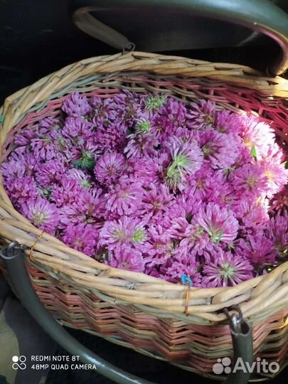 Клевер сушеный