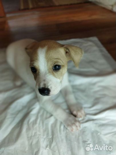 Щенок джек рассел