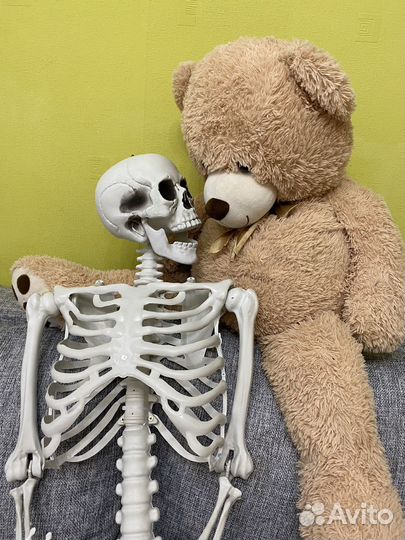 Скелет человека 160 для фото и видео