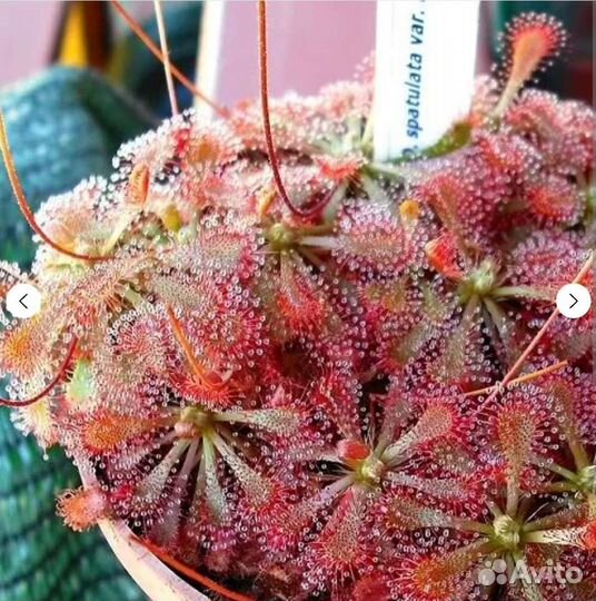 Росянка Spatulata var lovely, Семена 15-20 шт