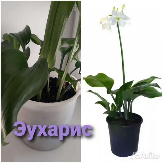 Комнатные растения от 100