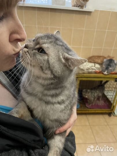 В приюте настоящий Шотландский