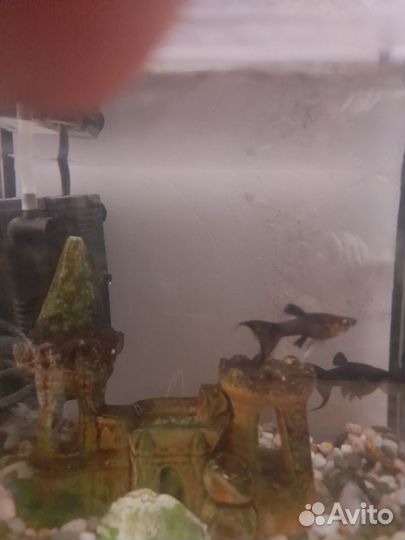 Аквариумные рыбки