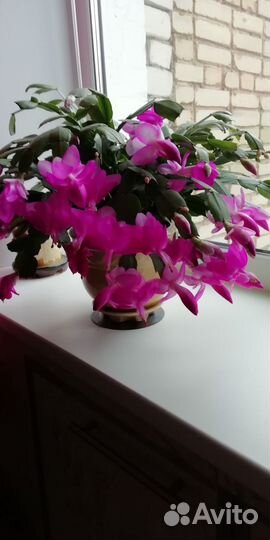 Декабрист шлюмбергера