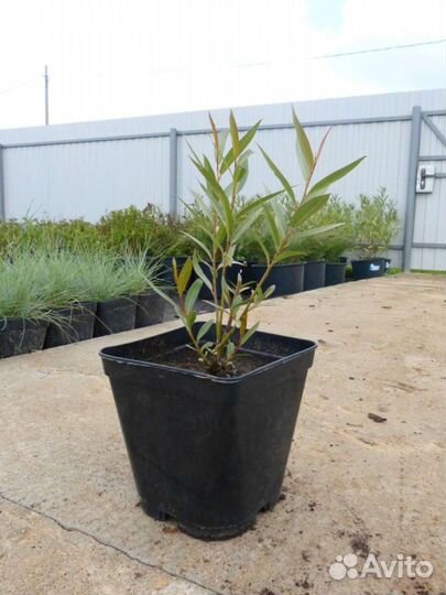 Ива шаровидная