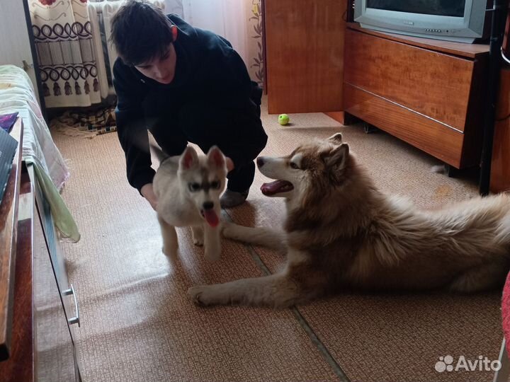 Монитор сделка/ваша цена