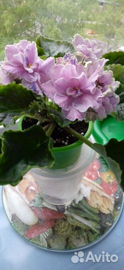 Сортовые фиалки