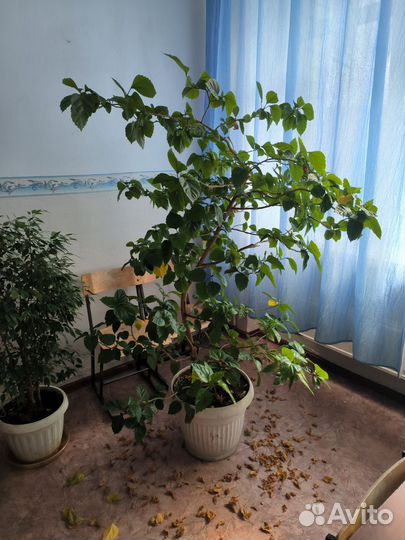 Гибискус(китайская роза)