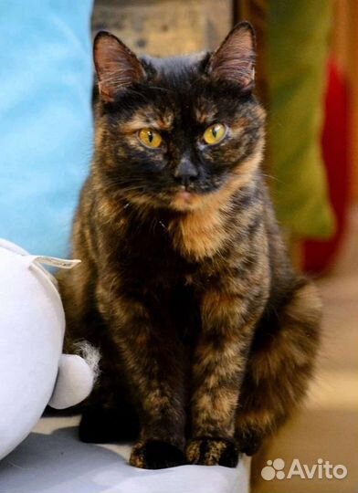 Мелисса ищет дом