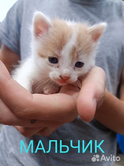 Котята;Черноморское Крым