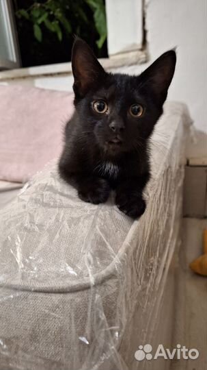 Девочка-котёнок