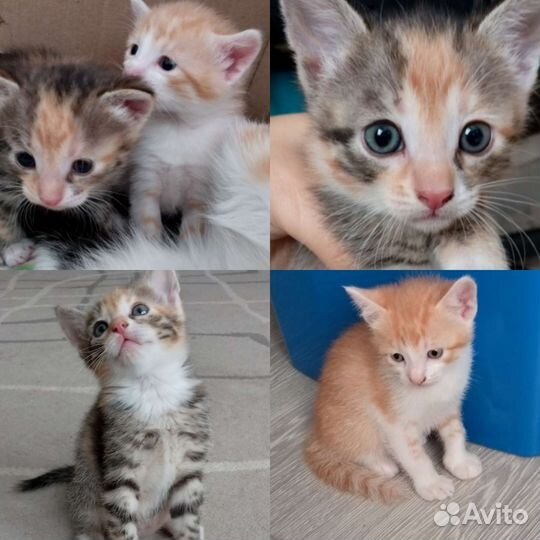 Котенок трёхцветный и рыжий отдам