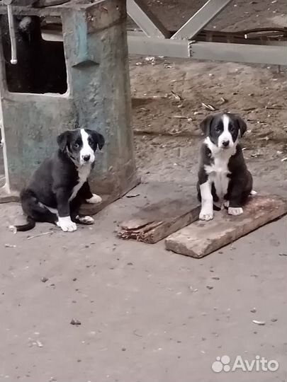 Щенки