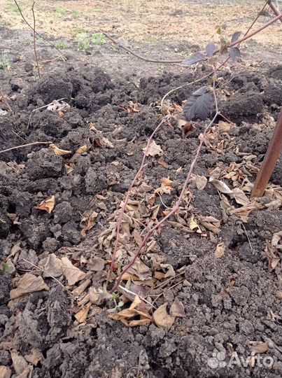 Саженцы ежевики