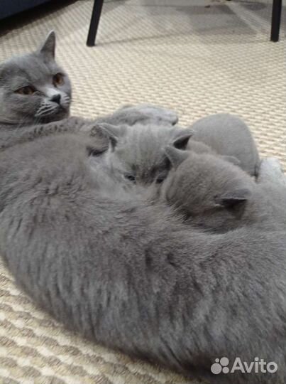 Британец короткошерстный