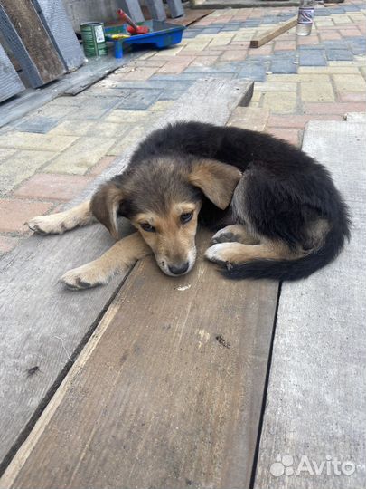 Щенки в добрые руки